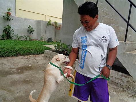 cebu city pound photos|City pound uses Facebook to offer stray dogs, cats for .